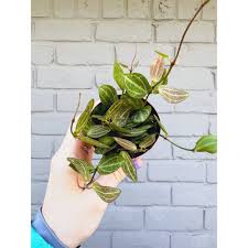 Image result for Carvalhoa macrophylla