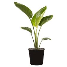250mm Assorted Palms Nicholai Strelitzia 45 Bunnings Plant Leaves Tropical Landscaping Plants