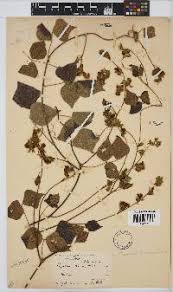 Image result for Rhynchosia caribaea