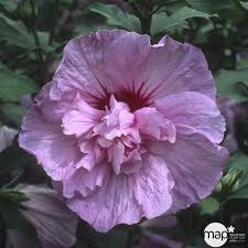 Image result for Hibiscus syriacus Violet Clair Double