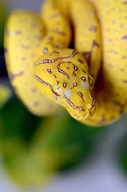 The species is mainly arboreal, occasionally residing on the ground. Are Green Tree Pythons Good Pets Blue Dragon Pets