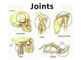 Joints Joints In Human Body Joints Anatomy Human Body Lesson Plans