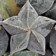 Image result for Biophytum crassipes