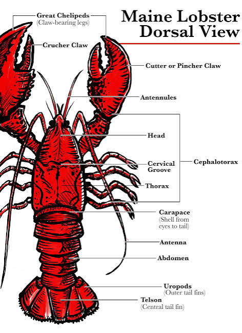 Lobster Anatomy: Understanding The Basics Of Lobster Lingo