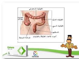 Normally, the sphincter of the bladder contracts before ejaculation, sealing the bladder which besides inhibiting the release of urine also prevents a reflux of seminal fluids into the. ÙÙ‰ Ø§Ù„ØµØ­Ù‡ Fils7ah Posts Facebook