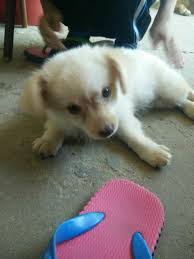 Find maltese puppies for sale and dogs for adoption. Puppy For Sale Ad 166543 Malaysia Ad Free Ads 80 000 Local Ads