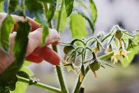 Tomato Plant Not Flowering 5 Causes How To Fix It Tomato Bible