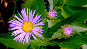 Access 279 trusted reviews, 62 photos & 39 tips from fellow rvers. Peffley Aster A Quintessential Fall Flower