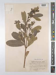 Image result for Ozoroa reticulata