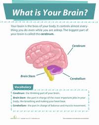 Your Brain Worksheet Education Com The Brain For Kids Brain Anatomy And Function Brain Learning