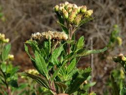 Image result for Conyza limosa