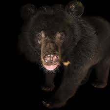 Grizzly bear vs black bear. Bears Facts And Information
