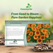 Image result for Ursinia montana