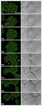 نتیجه جستجوی لغت [unavailing] در گوگل