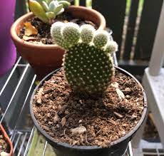 A cactus (plural cacti, cactuses, or less commonly, cactus) is a member of the plant family cactaceae, a family comprising about 127 genera with some 1750 known species of the order. So In Love With My New Opuntia Microdasys That S Shaped Like A Little Foot Succulents