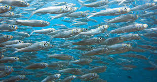 We did not find results for: Il Pesce Racconta Sardine Il Cibo Preferito Di Napoleone Sensitive Fabrics