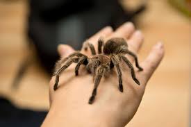 Image result for Tarantula Bite