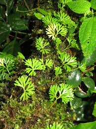 Image result for Elaphoglossum kivuense