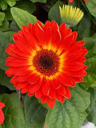 Gerbera Daisy Gerbera Daisy Gerbera Large Flower Pots
