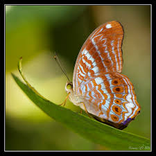 Image result for Arthropteris anniana