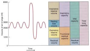 Lung Volumes And Capacities Respiratory Medbullets Step 1