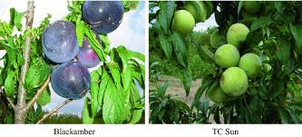 There are many companies to choose from, and some are. Plum Prunus Spp Breeding Springerlink