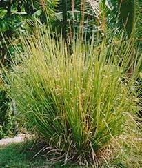 Image result for Chrysopogon