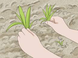 Shop landscaping rock and a variety of lawn & garden products online at lowes.com. How To Make A Gravel Garden 13 Steps With Pictures Wikihow