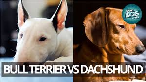 We love the dachshund labrador mix, otherwise known as the dachsador. Bull Terrier Vs Dachshund Youtube