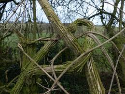 Practical plants is currently lacking information on propagation instructions of clematis vitalba. Clematis Vitalba The Wild Clematis Easy Wildflowers