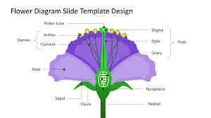 The flower is the structure the plant uses for reproduction. Flower Anatomy Labeled Diagram Powerpoint Slidemodel