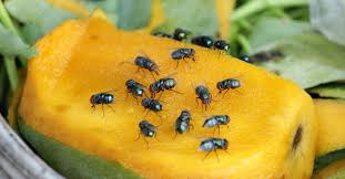 Flies fly at 4.5 mph, beating their wings up to 200 times per second. 5 Eco Friendly Ways To Get Rid Of Flies Mosquitoes And Ants