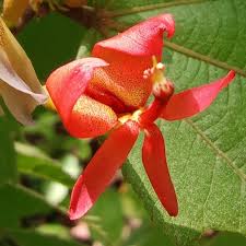 Image result for Sporobolus bechuanicus