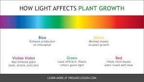 Best Indoor Grow Lights For Vegetable Herb Gardening Growing Plants Indoors Indoor Grow Lights Indoor Vegetable Gardening