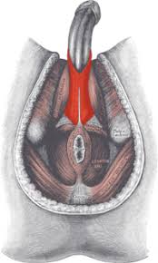 Hypothesis That Urethral Bulb (Corpus Spongiosum) Plays An Active Role In  Male Urinary Continence