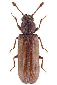 Black Beetles In The City Lyctinae Insect Common Name Powderpost Beetle Powderpost Beetles Are Feeding On Deciduous Trees Includ Integrated Pest Management Species Pest Management