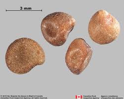 Image result for Cuscuta abyssinica