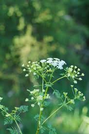 Image result for Conium