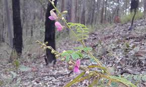 Image result for Tephrosia richardsiae