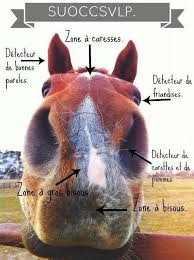 Cheval Therapie Http Amzn To 2t7uw3z Cheval Chevaux Droles Cheval Drole