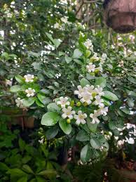 Maybe you would like to learn more about one of these? Tanaman Kemuning Bunga Kemuning Murraya Paniculata Tanaman Hias Harum Wangi Perkebunan Di Carousell