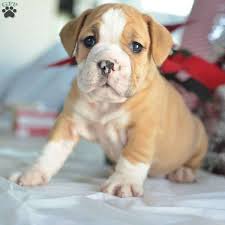 The american pit bull terrier is loyal, tough on itself, and tenacious. Marty Beabull Puppy For Sale In Ohio Dog Photography Puppies Cute Baby Animals Cute Animals