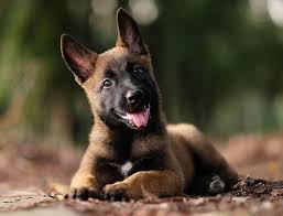 She loves people, playing with other dogs and cats. A Woman Revealed It Took Days To Get Her 17 Cats And Dogs To Pose Together For A Picture Malinois Puppies Belgian Malinois Dog Malinois Dog