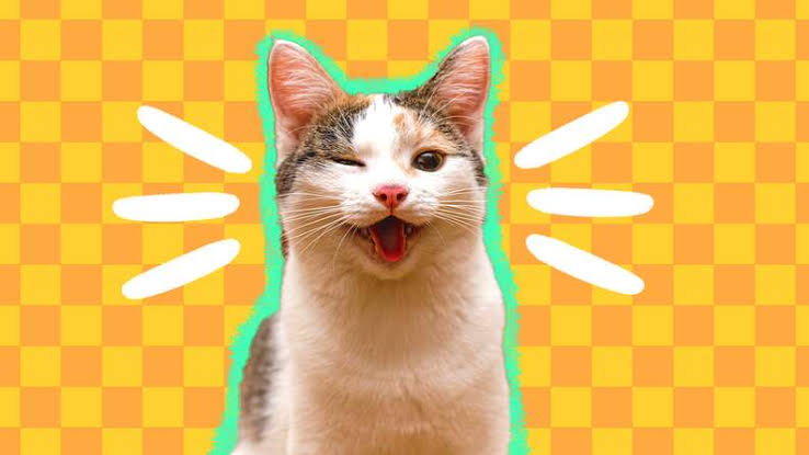 cat puns