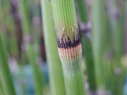 Image result for Equisetaceae