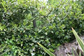 Δάφνη η ευγενής, laurus nobilis) είναι αρωματικό φυτό της οικογένειας των δαφνοειδών.ανήκει στο γένος δάφνη.στην ελλάδα απαντάται και αυτοφυής. Dafnh Apollwnos Laurus Nobilis Lauraceae