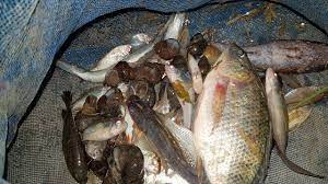 หว านแหหาปลา หล งจากเก ยวข าวเสร จ หมานๆจ า ตอนค ำๆไปชมก นเล ย