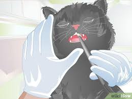 After a thorough evaluation, your periodontist will recommend the best course of professional treatment. How To Treat Feline Dental Disease 11 Steps With Pictures