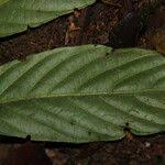 Image result for Bertiera aethiopica