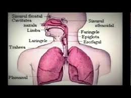 Recordul mondial la aceasta proba este de 7 minute si 30 secunde. Sistemul Respirator Proiect Biologie Liceul Teoretic Ovidius Youtube